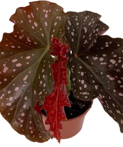 Crackling Rosie Begonia Live Plant - 3.7