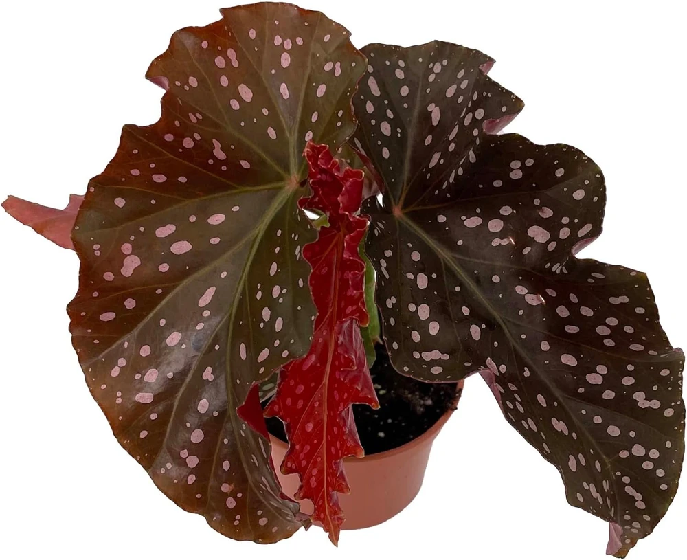 Crackling Rosie Begonia Live Plant - 3.7" Pot - Indoor Houseplant - Image 1