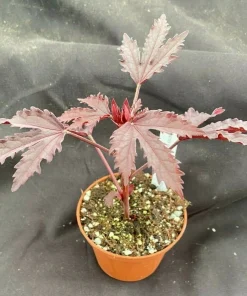 Cranberry Hibiscus Live Plant - Hibiscus acetosella 'African Rose' - 3 inch Pot - Image 2