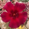 Cranberry Hibiscus Live Plant - Hibiscus acetosella 'African Rose' - 3 inch Pot - Image 1
