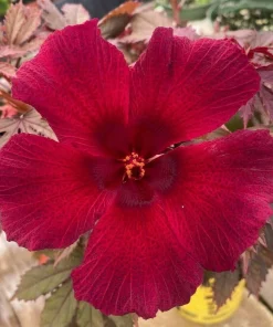 Cranberry Hibiscus Live Plant - Hibiscus acetosella 'African Rose' - 3 inch Pot - Image 1