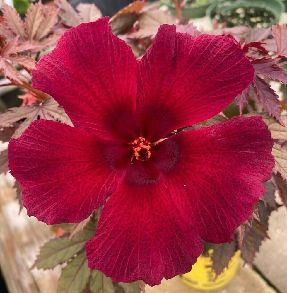 Cranberry Hibiscus Live Plant - Hibiscus acetosella 'African Rose' - 3 inch Pot - Image 1
