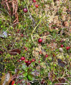 Cranberry Live Plant – Small Evergreen Groundcover Vine – Edible Berries – 3 inch Pot - Image 2