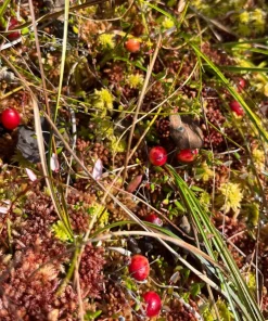 Cranberry Live Plant – Small Evergreen Groundcover Vine – Edible Berries – 3 inch Pot - Image 3