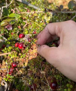 Cranberry Live Plant – Small Evergreen Groundcover Vine – Edible Berries – 3 inch Pot - Image 4