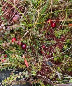 Cranberry Live Plant – Small Evergreen Groundcover Vine – Edible Berries – 3 inch Pot - Image 5