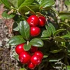 Cranberry Live Plant – Small Evergreen Groundcover Vine – Edible Berries – 3 inch Pot - Image 1