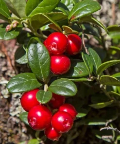 Cranberry Live Plant – Small Evergreen Groundcover Vine – Edible Berries – 3 inch Pot - Image 1