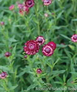 Cranberry Rose Strawflower Live Plant - Helichrysum Bracteatum - 3" Pot - Image 2