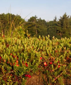 Cranberry Seeds - 100 American Vaccinium Macrocarpon Red Fruit Bush Perennial - Image 3