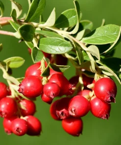 Cranberry Seeds - 100 American Vaccinium Macrocarpon Red Fruit Bush Perennial - Image 4