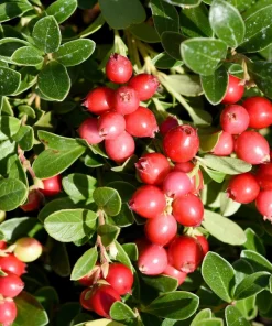 Cranberry Seeds - 100 American Vaccinium Macrocarpon Red Fruit Bush Perennial - Image 5