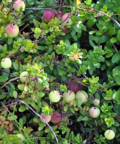 Cranberry Seeds - 100 American Vaccinium Macrocarpon Red Fruit Bush Perennial - Image 6