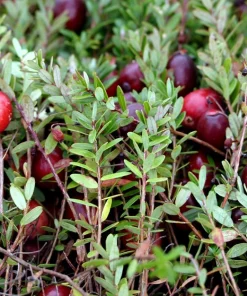 Cranberry Seeds - 100 American Vaccinium Macrocarpon Red Fruit Bush Perennial - Image 7