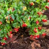 Cranberry Seeds - 100 American Vaccinium Macrocarpon Red Fruit Bush Perennial - Image 1
