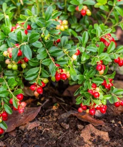 Cranberry Seeds - 100 American Vaccinium Macrocarpon Red Fruit Bush Perennial - Image 1