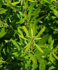 Crape Myrtle Live Plant – 4 inch Pot – Long-Blooming Flowering Shrub – Outdoor - Image 2