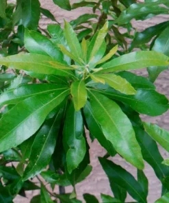 Crape Myrtle Live Plant – 4 inch Pot – Long-Blooming Flowering Shrub – Outdoor - Image 3