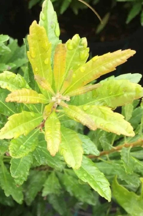Crape Myrtle Live Plant – 4 inch Pot – Long-Blooming Flowering Shrub – Outdoor - Image 4