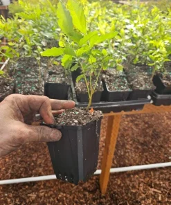 Crape Myrtle Live Plant – 4 inch Pot – Long-Blooming Flowering Shrub – Outdoor - Image 5