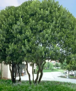 Crape Myrtle Live Plant – 4 inch Pot – Long-Blooming Flowering Shrub – Outdoor - Image 6