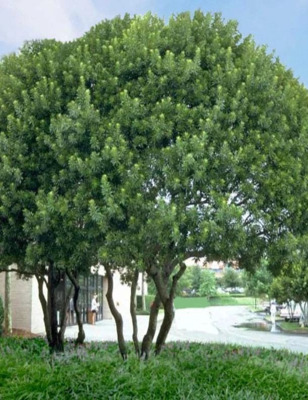 Crape Myrtle Live Plant – 4 inch Pot – Long-Blooming Flowering Shrub – Outdoor - Image 6