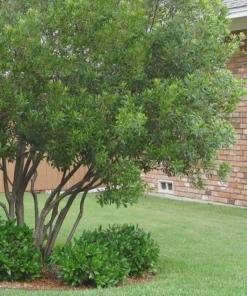Crape Myrtle Live Plant – 4 inch Pot – Long-Blooming Flowering Shrub – Outdoor - Image 7