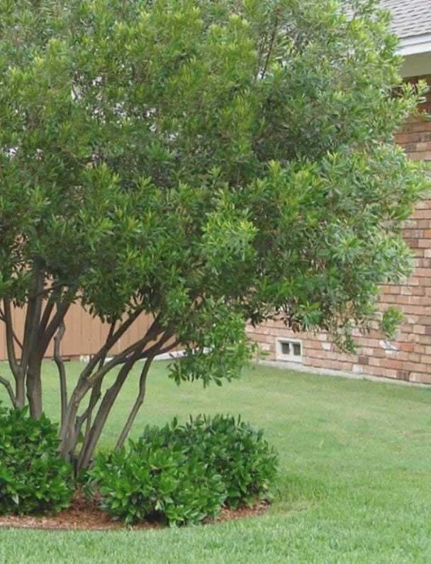Crape Myrtle Live Plant – 4 inch Pot – Long-Blooming Flowering Shrub – Outdoor - Image 7