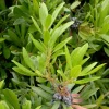 Crape Myrtle Live Plant – 4 inch Pot – Long-Blooming Flowering Shrub – Outdoor - Image 1