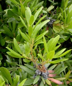 Crape Myrtle Live Plant – 4 inch Pot – Long-Blooming Flowering Shrub – Outdoor - Image 1