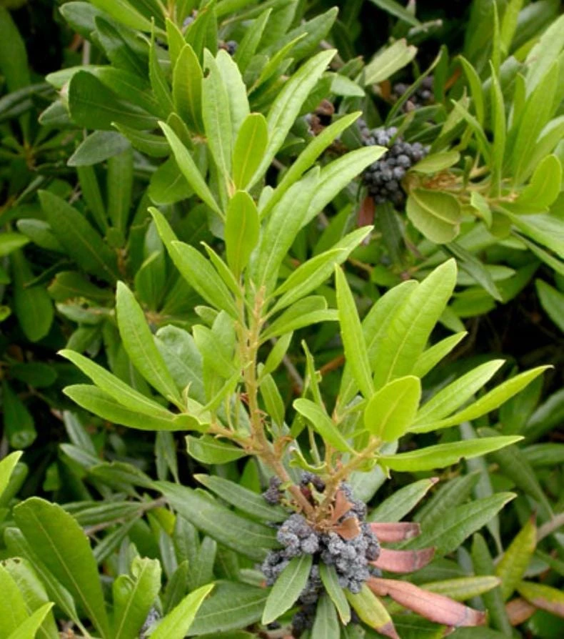 Crape Myrtle Live Plant – 4 inch Pot – Long-Blooming Flowering Shrub – Outdoor - Image 1