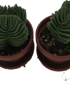 Crassula Buddha's Temple Live Succulent Plant - 1