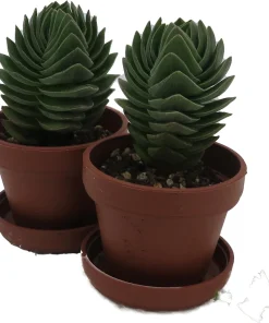 Crassula Buddha's Temple Live Succulent Plant - 1