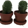 Crassula Buddha's Temple Live Succulent Plant - 1" Pots - 2 Pack - Image 1
