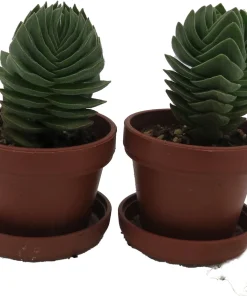 Crassula Buddha's Temple Live Succulent Plant - 1