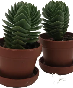 Crassula Buddha's Temple Live Succulent Plant - 1