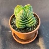 Crassula Buddha's Temple Live Succulent Plant – 1" Pot – Indoor - Image 1