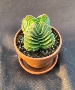 Crassula Buddha's Temple Live Succulent Plant – 1" Pot – Indoor - Image 1