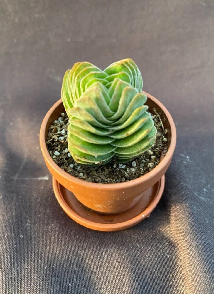 Crassula Buddha's Temple Live Succulent Plant – 1" Pot – Indoor - Image 1