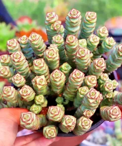 Crassula cv. 'Jade Necklace' Succulent Seeds - 25 Seeds Pack - Image 2
