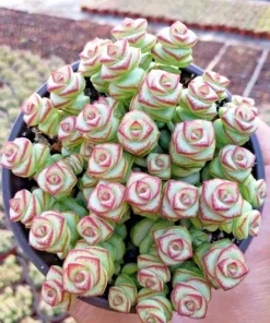 Crassula cv. 'Jade Necklace' Succulent Seeds - 25 Seeds Pack - Image 3