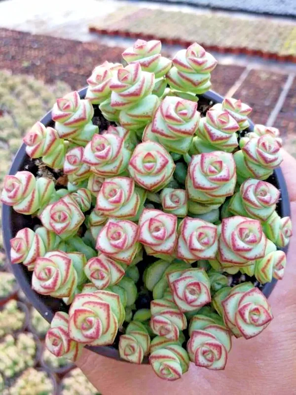 Crassula cv. 'Jade Necklace' Succulent Seeds - 25 Seeds Pack - Image 3