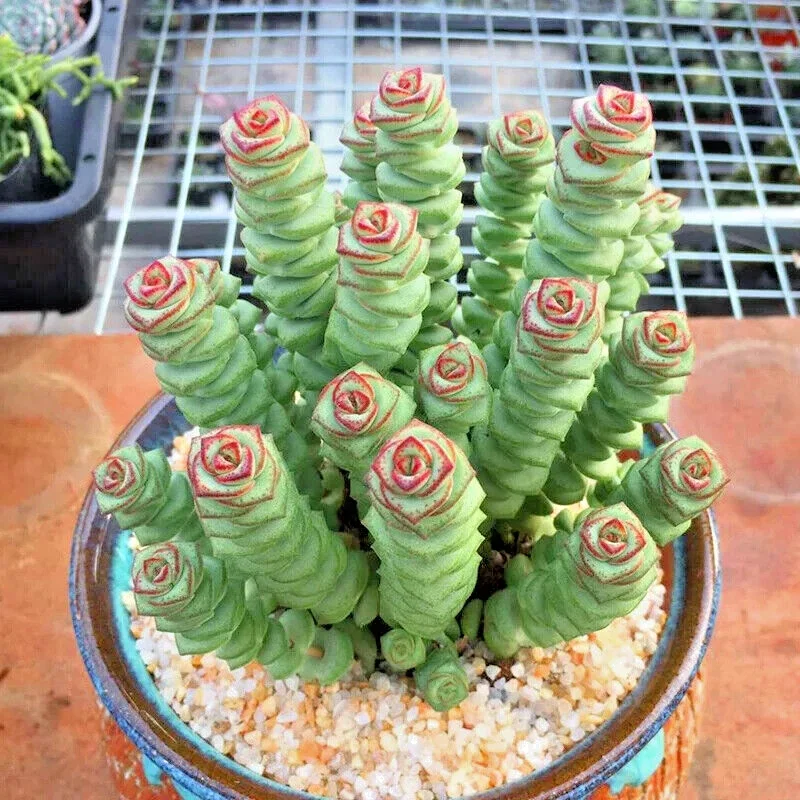 Crassula cv. 'Jade Necklace' Succulent Seeds - 25 Seeds Pack - Image 4