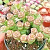Crassula cv. 'Jade Necklace' Succulent Seeds - 25 Seeds Pack - Image 1