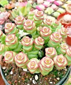 Crassula cv. 'Jade Necklace' Succulent Seeds - 25 Seeds Pack - Image 1