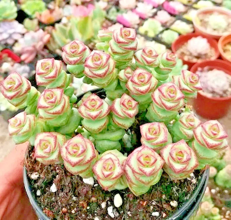 Crassula cv. 'Jade Necklace' Succulent Seeds - 25 Seeds Pack - Image 1