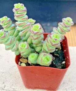 Crassula cv. 'Jade Necklace' Succulent Seeds - 25 Seeds Pack - Image 5