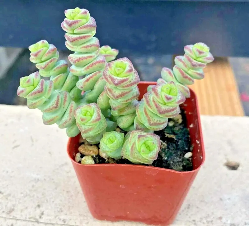 Crassula cv. 'Jade Necklace' Succulent Seeds - 25 Seeds Pack - Image 5