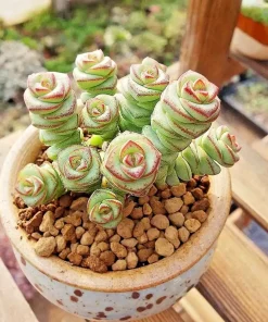 Crassula cv. 'Jade Necklace' Succulent Seeds - 25 Seeds Pack - Image 6