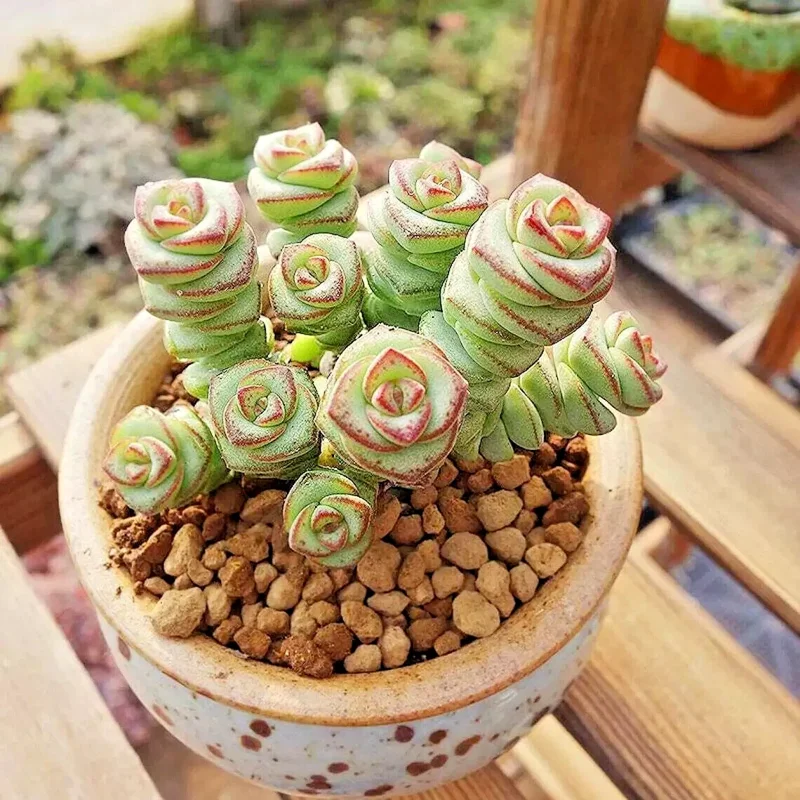 Crassula cv. 'Jade Necklace' Succulent Seeds - 25 Seeds Pack - Image 6